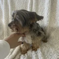 Rocky, a male Yorkshire Terrier for sale in Chandler, AZ – Photo 4 of 4