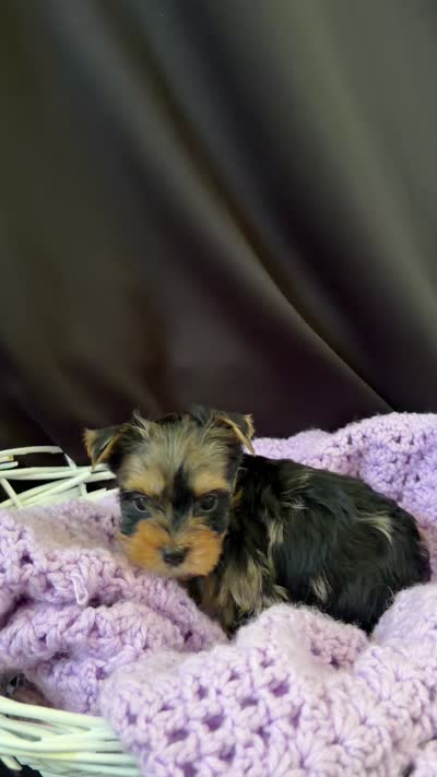 Genesis, a female Yorkshire Terrier for sale in Chandler, AZ – 6 of 6
