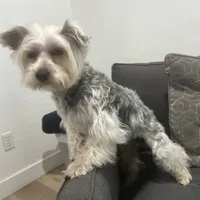 Marisol “Mari”, a female Yorkshire Terrier for sale in Chandler, AZ – Photo 1 of 2