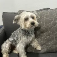 Marisol “Mari”, a female Yorkshire Terrier for sale in Chandler, AZ – Photo 2 of 2