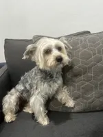 Marisol “Mari”, a female Yorkshire Terrier for sale in Chandler, AZ – Photo 2 of 2