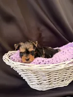 Genesis, a female Yorkshire Terrier for sale in Chandler, AZ – 3 of 6