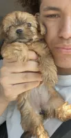 Claire, a female Yorkshire Terrier for sale in Chandler, AZ – 1 of 6