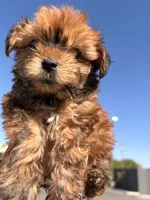 Ginger, a female Yorkshire Terrier for sale in Chandler, AZ – 2 of 3
