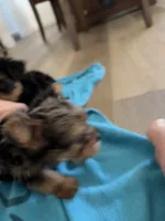 Sabrina, a female Yorkshire Terrier for sale in Chandler, AZ – 2 of 6