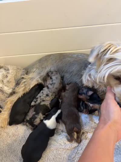 Merle #4, a female Yorkshire Terrier for sale in Chandler, AZ – 4 of 4