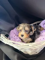Gianna, a female Yorkshire Terrier for sale in Chandler, AZ – 4 of 6