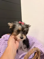 Georgia, a female Yorkshire Terrier for sale in Chandler, AZ – 5 of 5