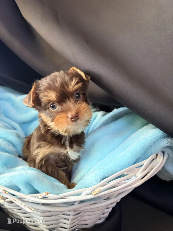 Graham – Yorkshire Terrier puppy for sale in Chandler, AZ
