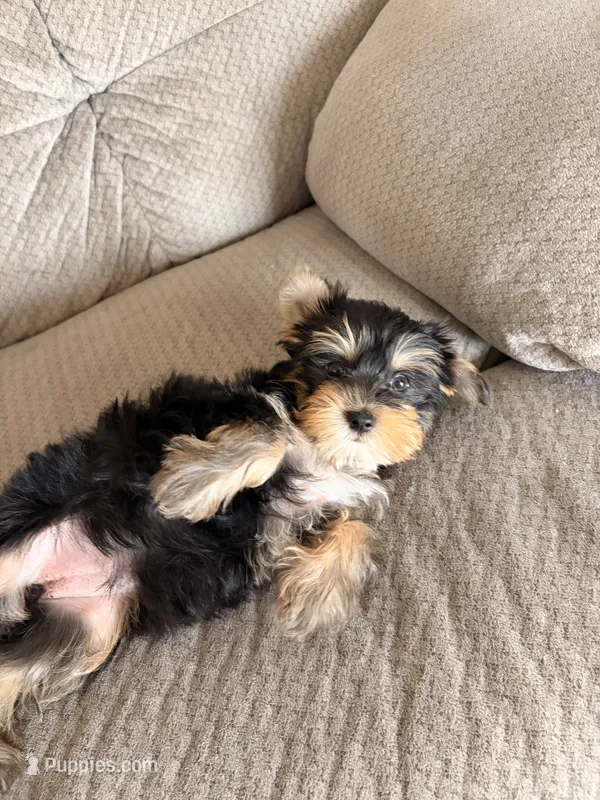 Gloria – Yorkshire Terrier puppy for sale in Chandler, AZ