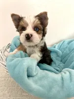 Levi, a male Yorkshire Terrier for sale in Chandler, AZ – Photo 1 of 4