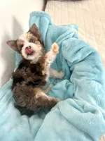 Levi, a male Yorkshire Terrier for sale in Chandler, AZ – Photo 4 of 4