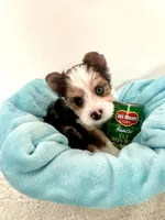 Levi, a male Yorkshire Terrier for sale in Chandler, AZ – Photo 3 of 4