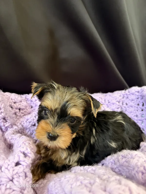 Genesis, a female Yorkshire Terrier for sale in Chandler, AZ – 1 of 6