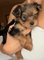 Sabrina, a female Yorkshire Terrier for sale in Chandler, AZ – 3 of 6