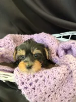 Gloria, a female Yorkshire Terrier for sale in Chandler, AZ – 4 of 7