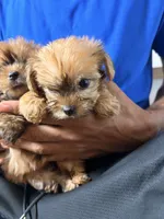 Claire, a female Yorkshire Terrier for sale in Chandler, AZ – 4 of 6