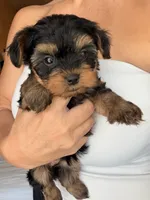 Teacup Sadie, a female Yorkshire Terrier for sale in Chandler, AZ – 1 of 6