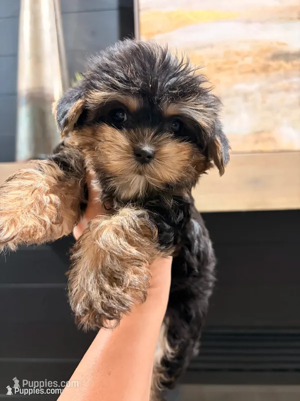 Teacup Hailey – Yorkshire Terrier puppy for sale in Chandler, AZ