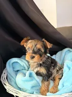 Gavin, a male Yorkshire Terrier for sale in Chandler, AZ – 5 of 6