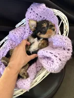 Gloria, a female Yorkshire Terrier for sale in Chandler, AZ – 3 of 7