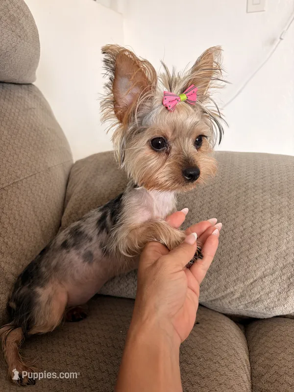 Italia – Yorkshire Terrier puppy for sale in Chandler, AZ