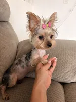 Italia, a female Yorkshire Terrier for sale in Chandler, AZ – 1 of 4