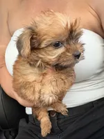 Claire, a female Yorkshire Terrier for sale in Chandler, AZ – 3 of 6