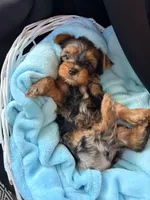 Gavin, a male Yorkshire Terrier for sale in Chandler, AZ – 2 of 6