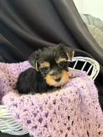 Gloria, a female Yorkshire Terrier for sale in Chandler, AZ – 2 of 7