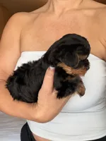 Teacup Sadie, a female Yorkshire Terrier for sale in Chandler, AZ – 4 of 6