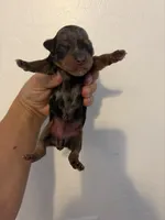 Merle #4, a female Yorkshire Terrier for sale in Chandler, AZ – 1 of 4
