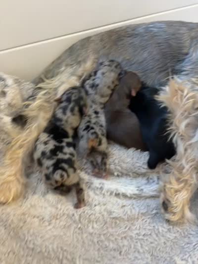 Parti tricolor, a female Yorkshire Terrier for sale in Chandler, AZ – 4 of 4