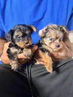Sabrina, a female Yorkshire Terrier for sale in Chandler, AZ – 6 of 6