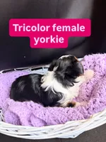 Kami, a female Yorkshire Terrier for sale in Chandler, AZ – Photo 4 of 4