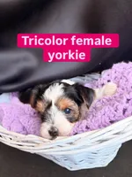 Kami, a female Yorkshire Terrier for sale in Chandler, AZ – Photo 2 of 4