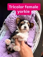 Kami, a female Yorkshire Terrier for sale in Chandler, AZ – Photo 1 of 4