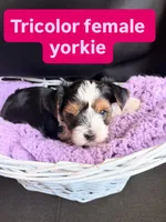 Kami, a female Yorkshire Terrier for sale in Chandler, AZ – Photo 3 of 4