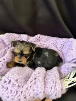 Genesis, a female Yorkshire Terrier for sale in Chandler, AZ – 2 of 6
