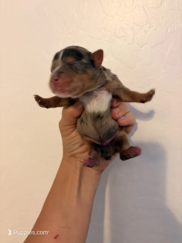 Merle #2 – Yorkshire Terrier puppy for sale in Chandler, AZ