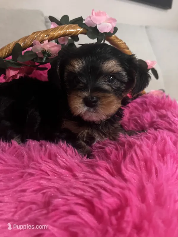 Bitty – Yorkshire Terrier puppy for sale in Chandler, AZ