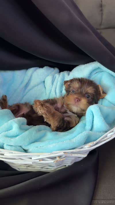 Graham, a male Yorkshire Terrier for sale in Chandler, AZ – 6 of 6