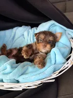 Graham, a male Yorkshire Terrier for sale in Chandler, AZ – 2 of 6
