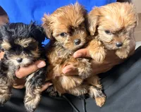 Claire, a female Yorkshire Terrier for sale in Chandler, AZ – 2 of 6