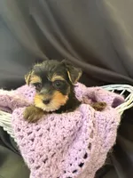 Gloria, a female Yorkshire Terrier for sale in Chandler, AZ – 5 of 7