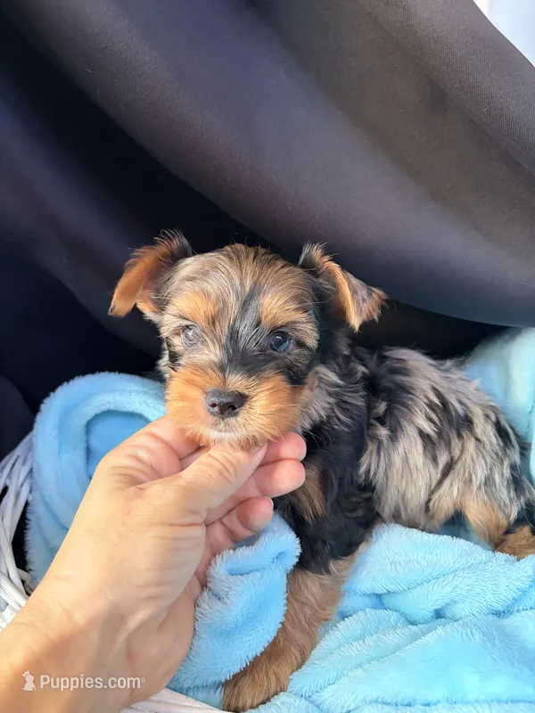 Gavin, a male Yorkshire Terrier for sale in Chandler, AZ – 1 of 6