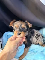 Gavin, a male Yorkshire Terrier for sale in Chandler, AZ – 1 of 6