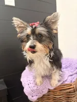 Georgia, a female Yorkshire Terrier for sale in Chandler, AZ – 3 of 5