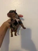 Merle #3 , a male Yorkshire Terrier for sale in Chandler, AZ – 2 of 4