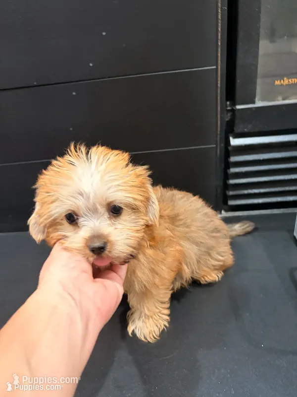 Teacup Claire – Yorkshire Terrier puppy for sale in Chandler, AZ